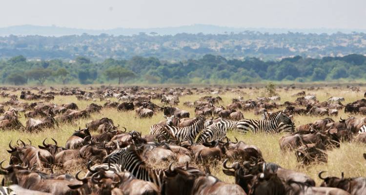 Immense troupeau de gnous et de zèbres migrant à travers la plaine herbeuse du Serengeti