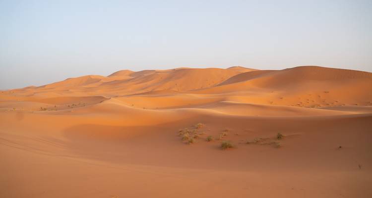 Goldene Sanddünen der Sahara, die sich sanft unter dem weichen Licht der frühen Morgenröte erstrecken