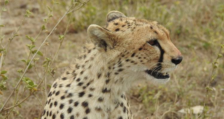 Profil en gros plan d'un guépard assis et vigilant dans une savane aride.