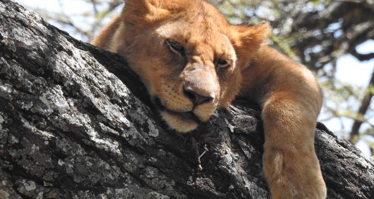 Une lionne allongée sur une branche d'arbre se reposant à l'ombre.