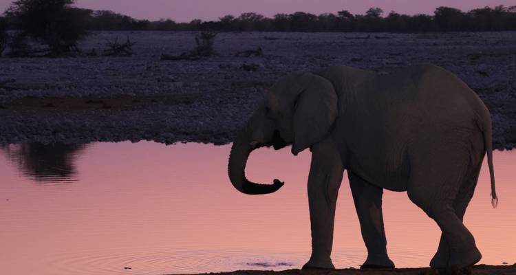 Silhouette eines Elefanten, der an einem reflektierenden Wasserloch gegen einen rosa und violetten Sonnenuntergangshimmel trinkt.
