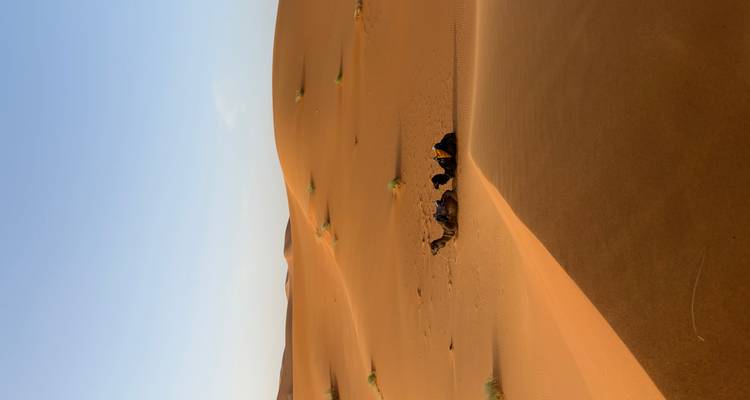 Les dunes de sable doré du Sahara avec un petit groupe de chameaux au repos sous un ciel pâle.