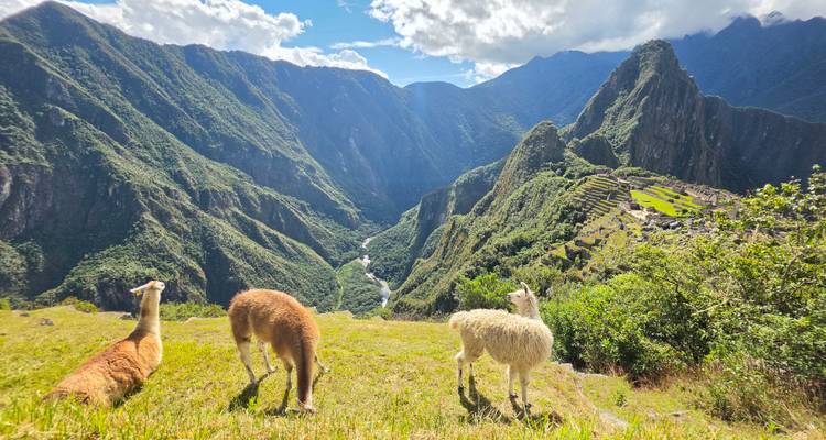 Three llamas grazing on green ridge with dramatic view over Machu Picchu and surrounding valley.