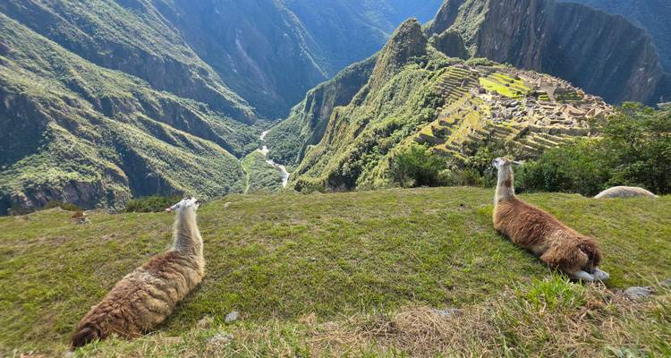 Two llamas reclining on grassy ledge overlooking the sweeping ruins of Machu Picchu far below.