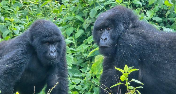 Deux gorilles des montagnes se tiennent au milieu d'une végétation verte dense, observant tranquillement.