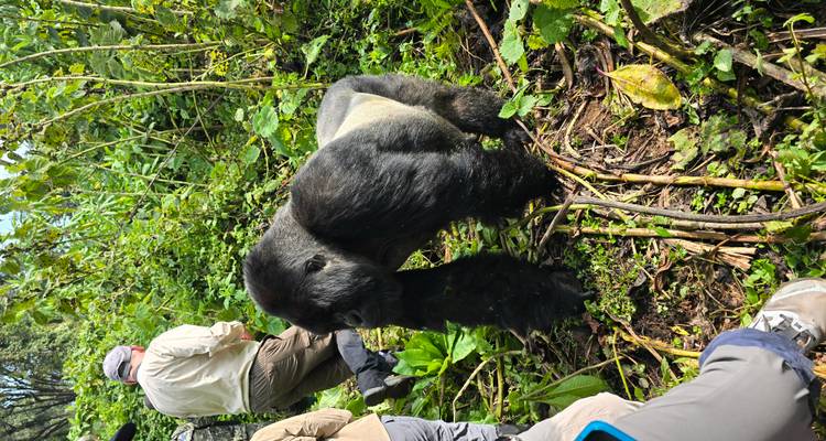 Un grand gorille à dos argenté s'avance vers un groupe de trekking dans un feuillage de jungle dense.