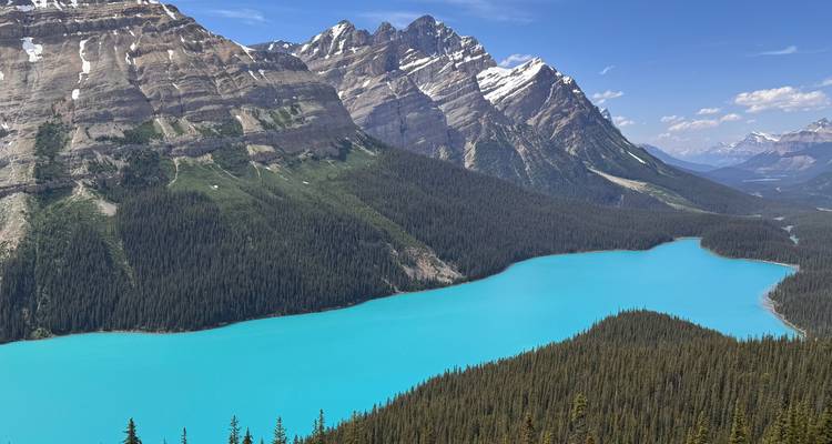 El impresionante lago Peyto de color turquesa se curva a través de las Montañas Rocosas canadienses cubiertas de pinos.