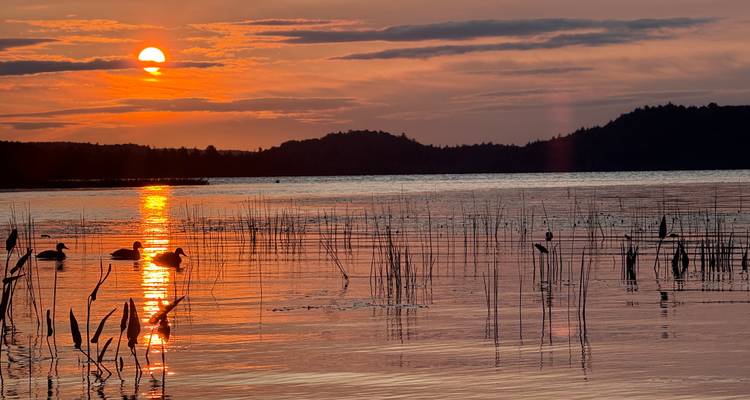 Ein feuriger orangefarbener Sonnenuntergang spiegelt sich über einem ruhigen See mit Schilf und silhouettierten Enten im Algonquin Park wider.