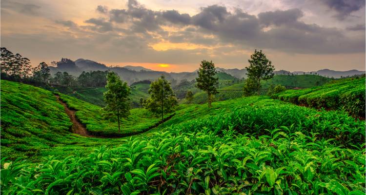 Zonsondergangslicht baadt de glooiende groene theeaanplantingen en mistige heuvels in de hooglanden van Kerala.