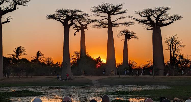 Des baobabs en silhouette bordant un sentier de terre au coucher du soleil avec des visiteurs marchant sous le ciel de feu.