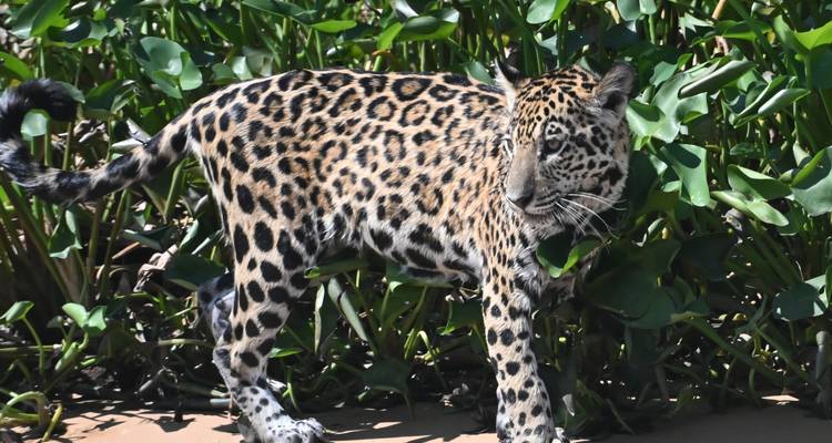 Un jaguar joven con unos patrones de rosetas llamativos camina por una orilla arenosa del río rodeada de exuberantes plantas acuáticas verdes.