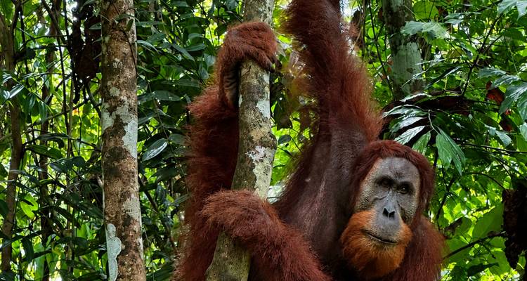 Wild orangutan clings to a tree in dense rainforest, bright ginger fur contrasting with green leaves.