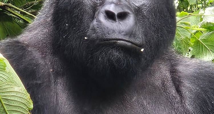 Un puissant gorille à dos argenté remplit le cadre, sa fourrure noire et ses yeux expressifs entourés de feuilles vertes luxuriantes.