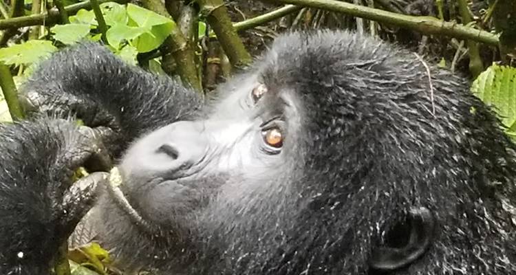Gorillas & Game Parks - Intrepid Travel 6
