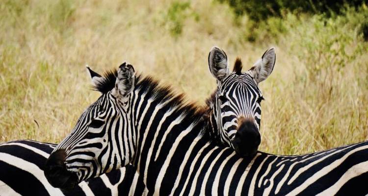 Tanzania e isla de Zanzíbar: safari Africano, Construcción de Escuelas y Educación, Nadar con delfines - GIVE Volunteers 8