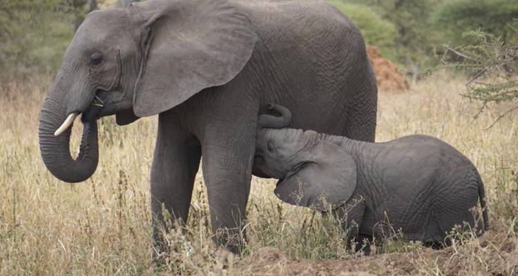 Tanzania e isla de Zanzíbar: safari Africano, Construcción de Escuelas y Educación, Nadar con delfines - GIVE Volunteers 10