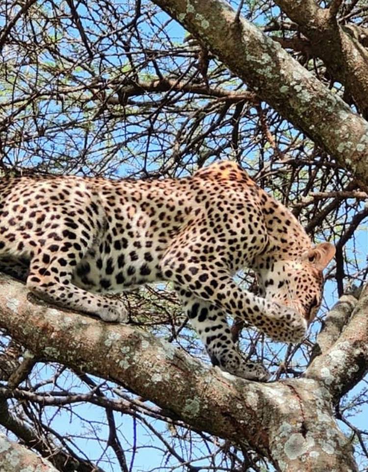 10 Best East Africa Safari Tours 2026/2027 - TourRadar
