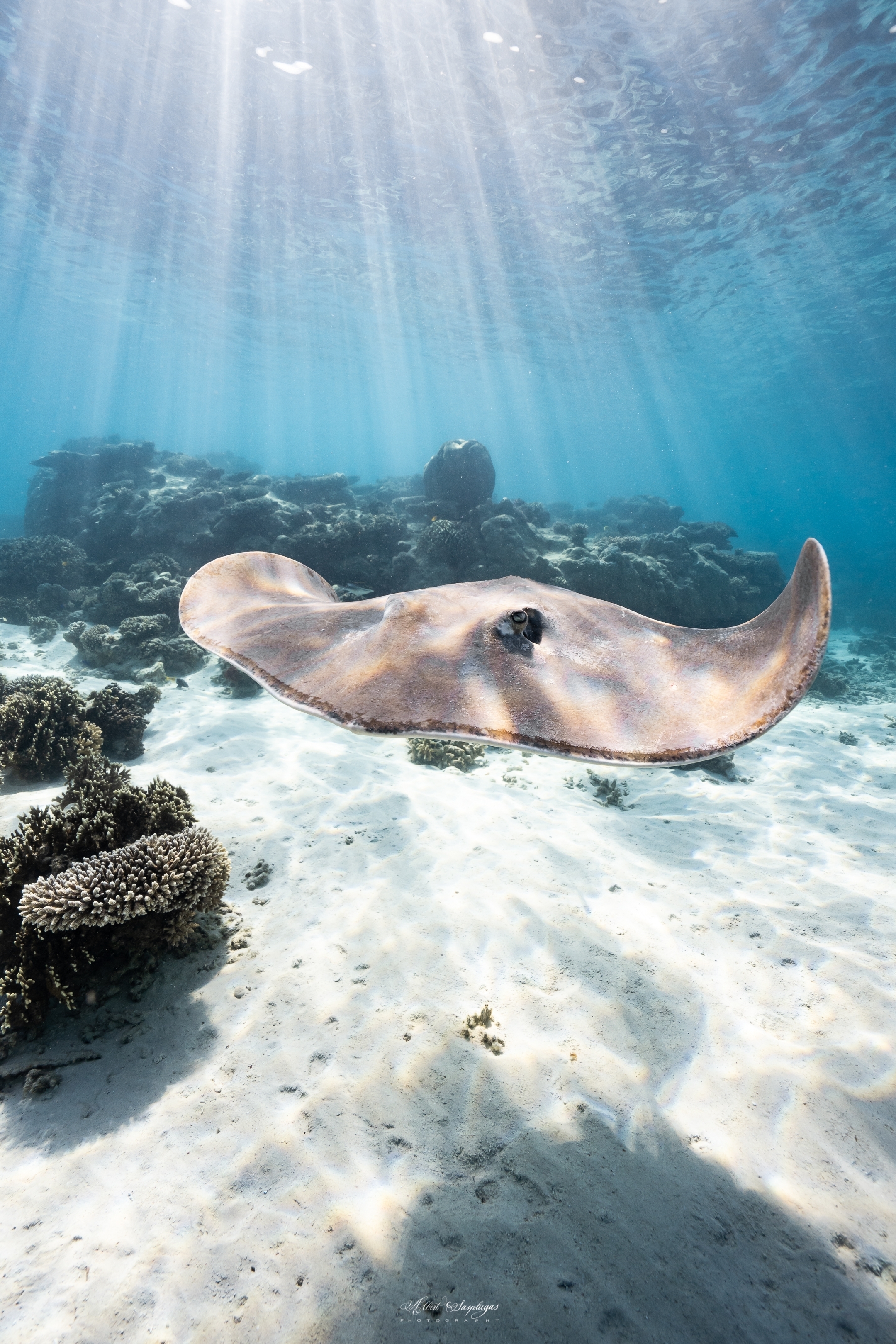 Stingray swimming over sandy ocean floor