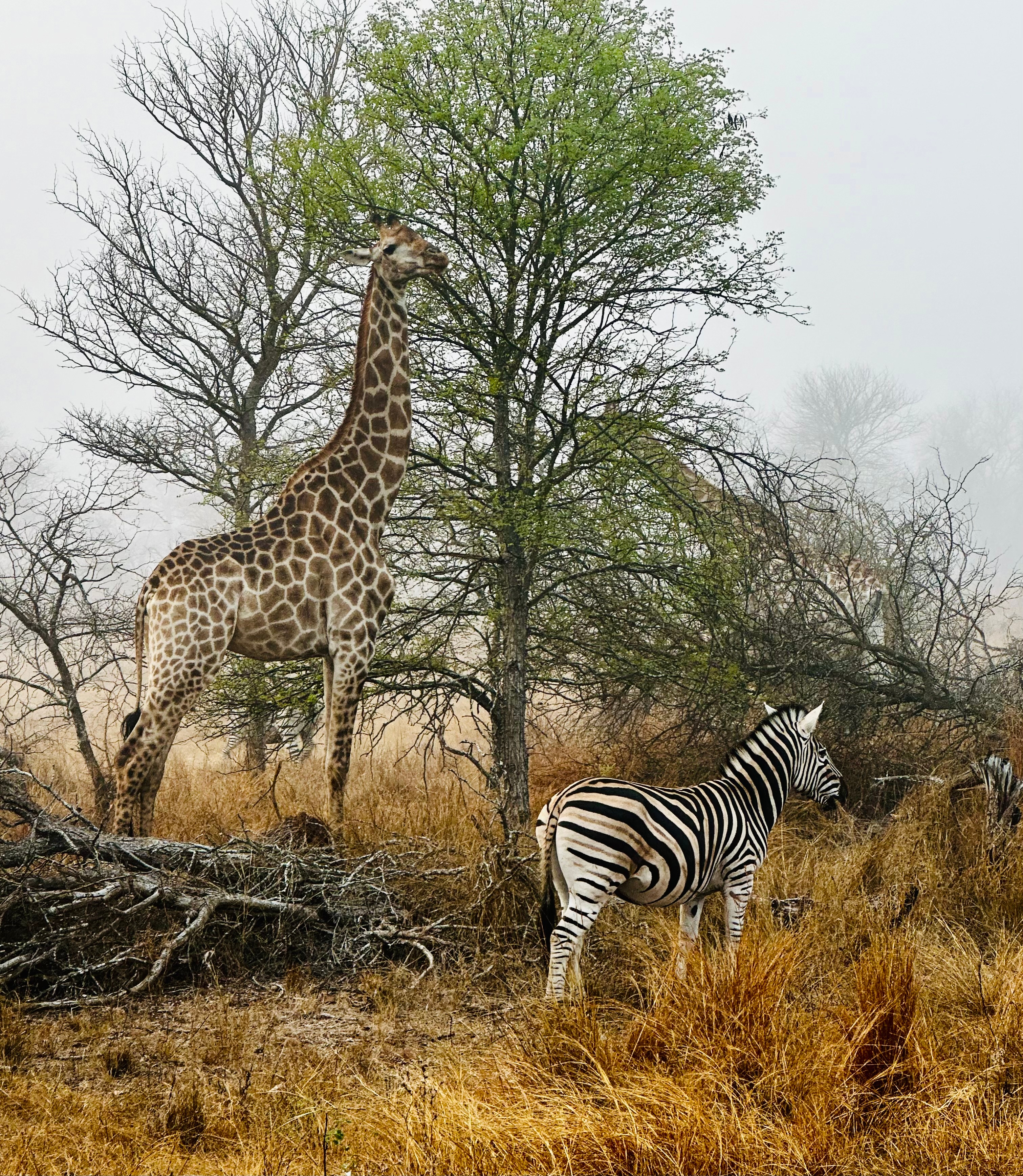 Giraffes and zebras in a foggy savannah landscape.