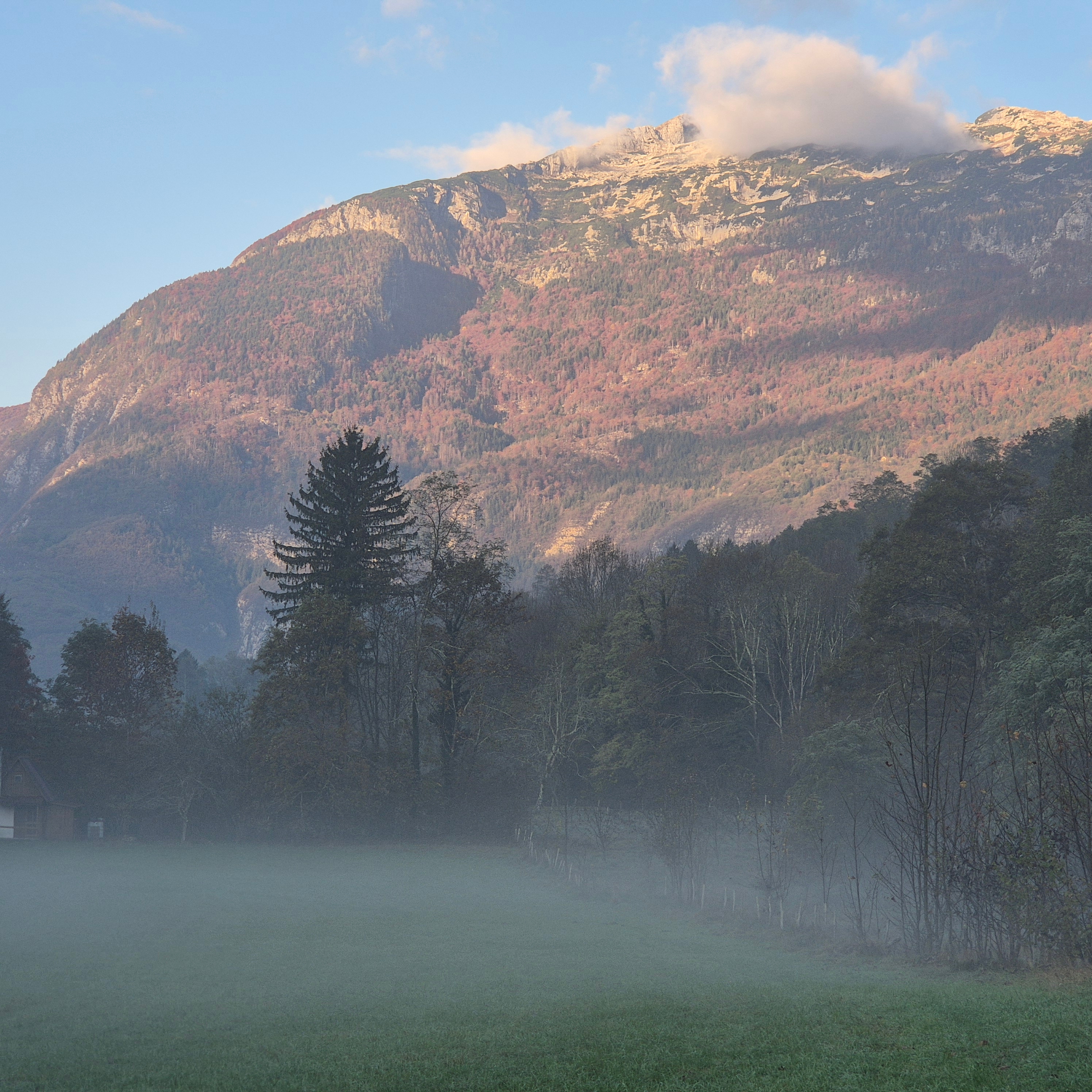Mountain view with trees and low-lying mist.