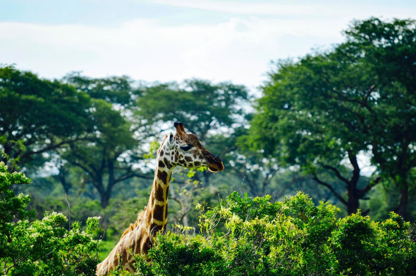 east african jungle safaris reviews