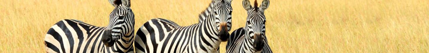 Africa