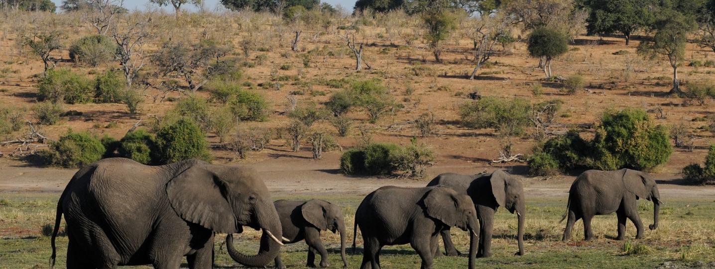 10 Best Botswana Tours & Trips 2019 (with 98 Reviews) TourRadar