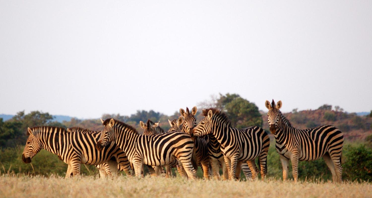 Botswana Safari