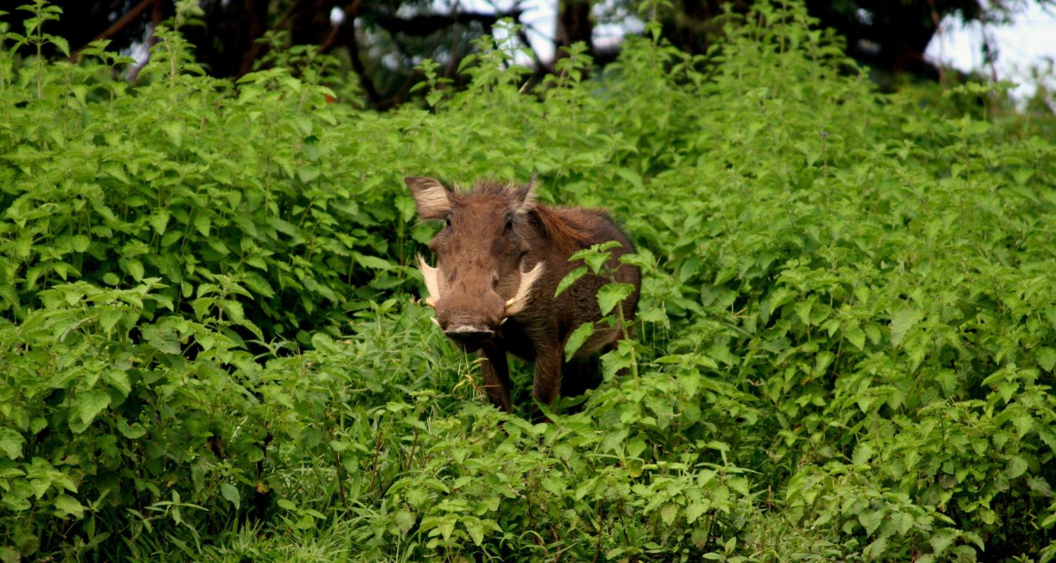 Ghana Safari