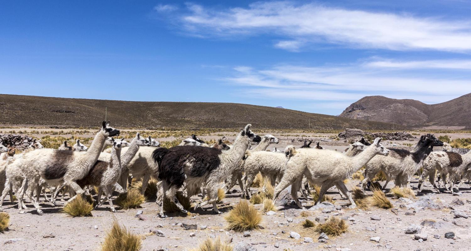 Circuitos por el Altiplano peruano