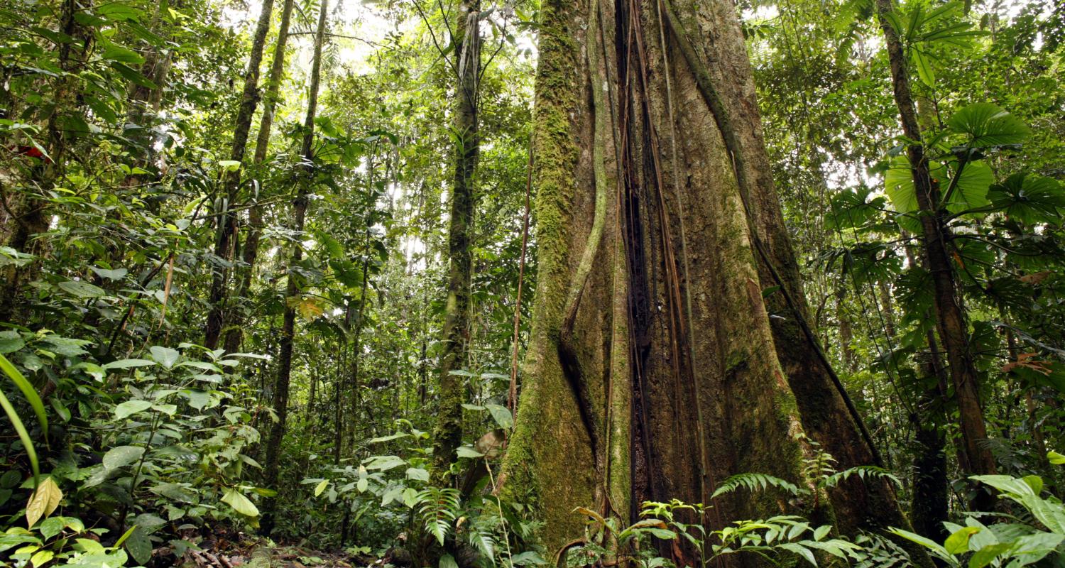 Circuitos por el Amazonas