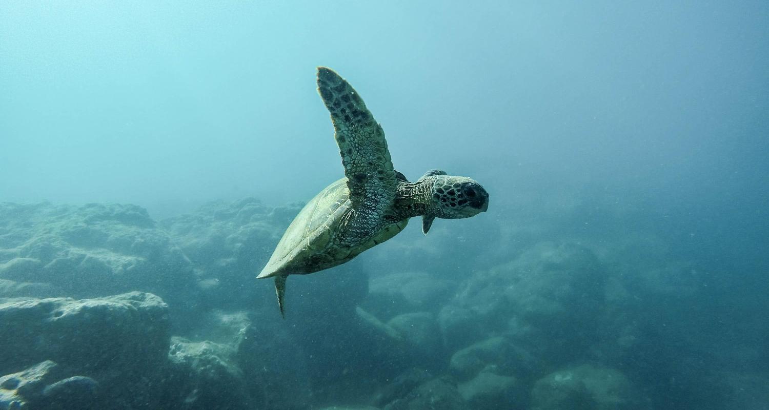 Circuits aux Îles Galapagos