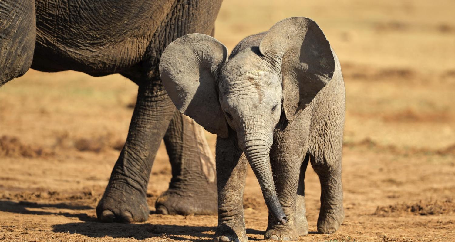 Amboseli Nationalpark Reisen