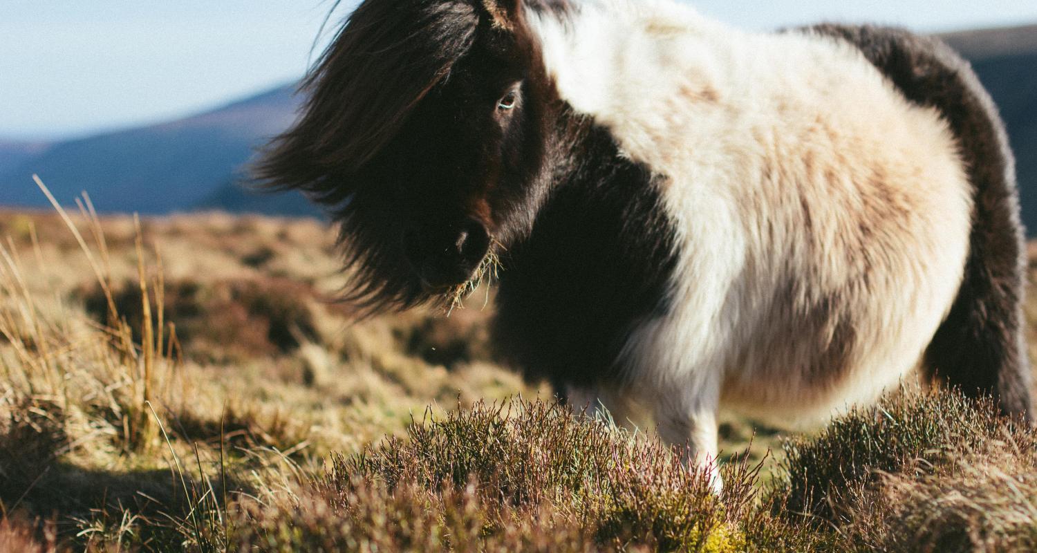 Shetland Eilanden Rondreizen