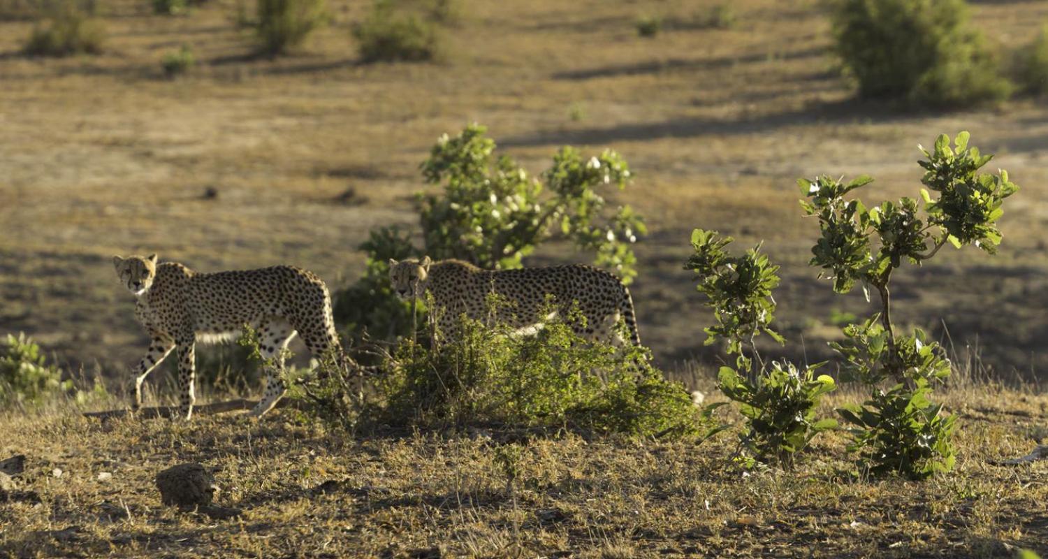 Kruger Nationalpark Reisen