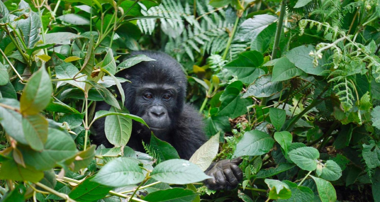 Bwindi Nationalpark Reisen