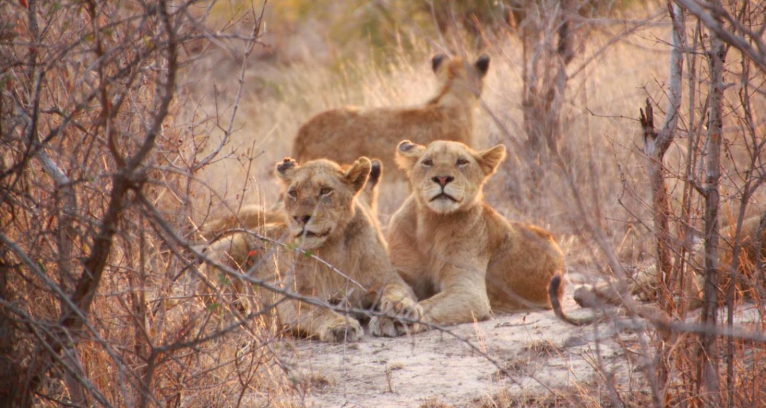 Circuitos por el Masai Mara