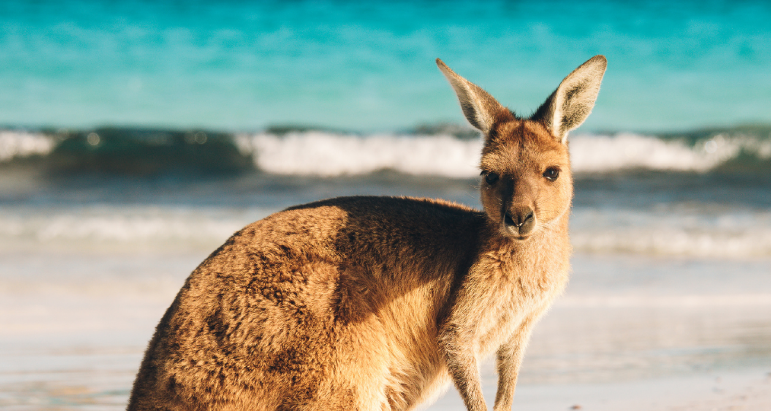 2 Week Australia Tours & Trips