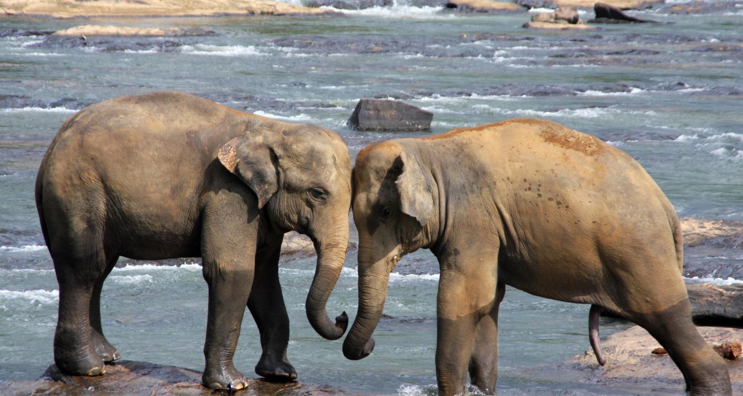 Safari Rondreizen in Sri Lanka