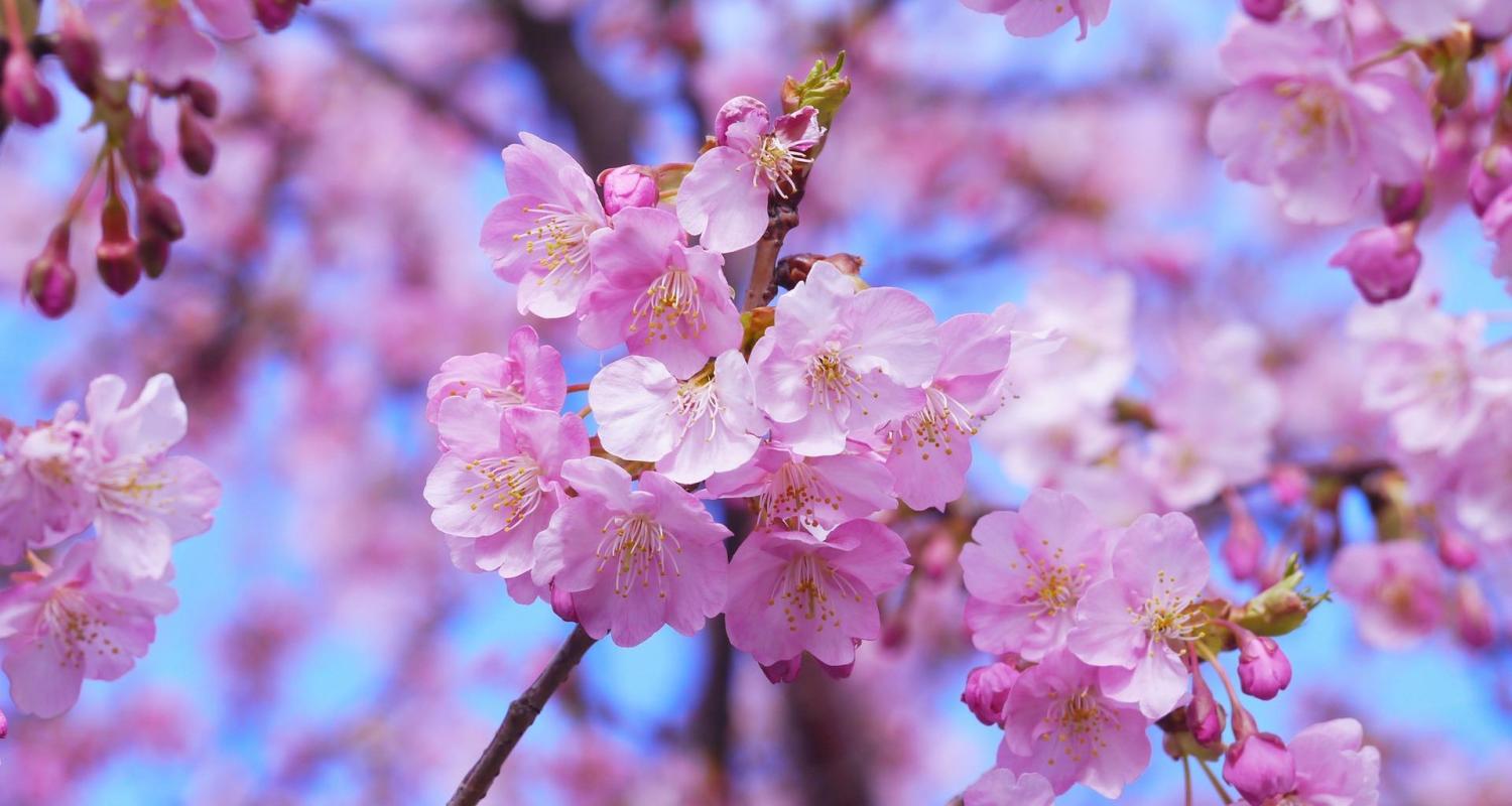 Circuits et voyages au Japon