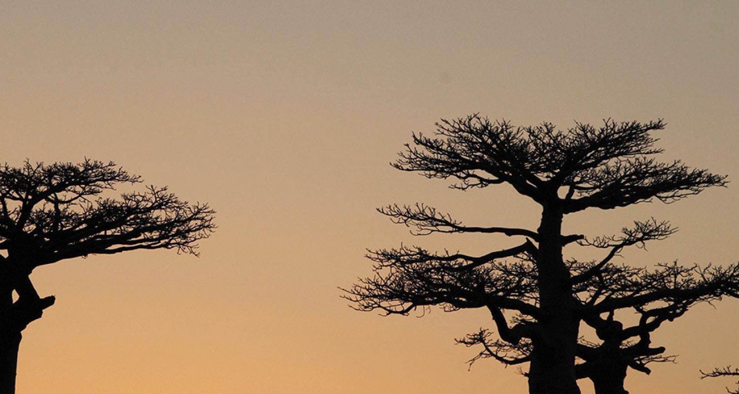 Circuits et voyages à Madagascar