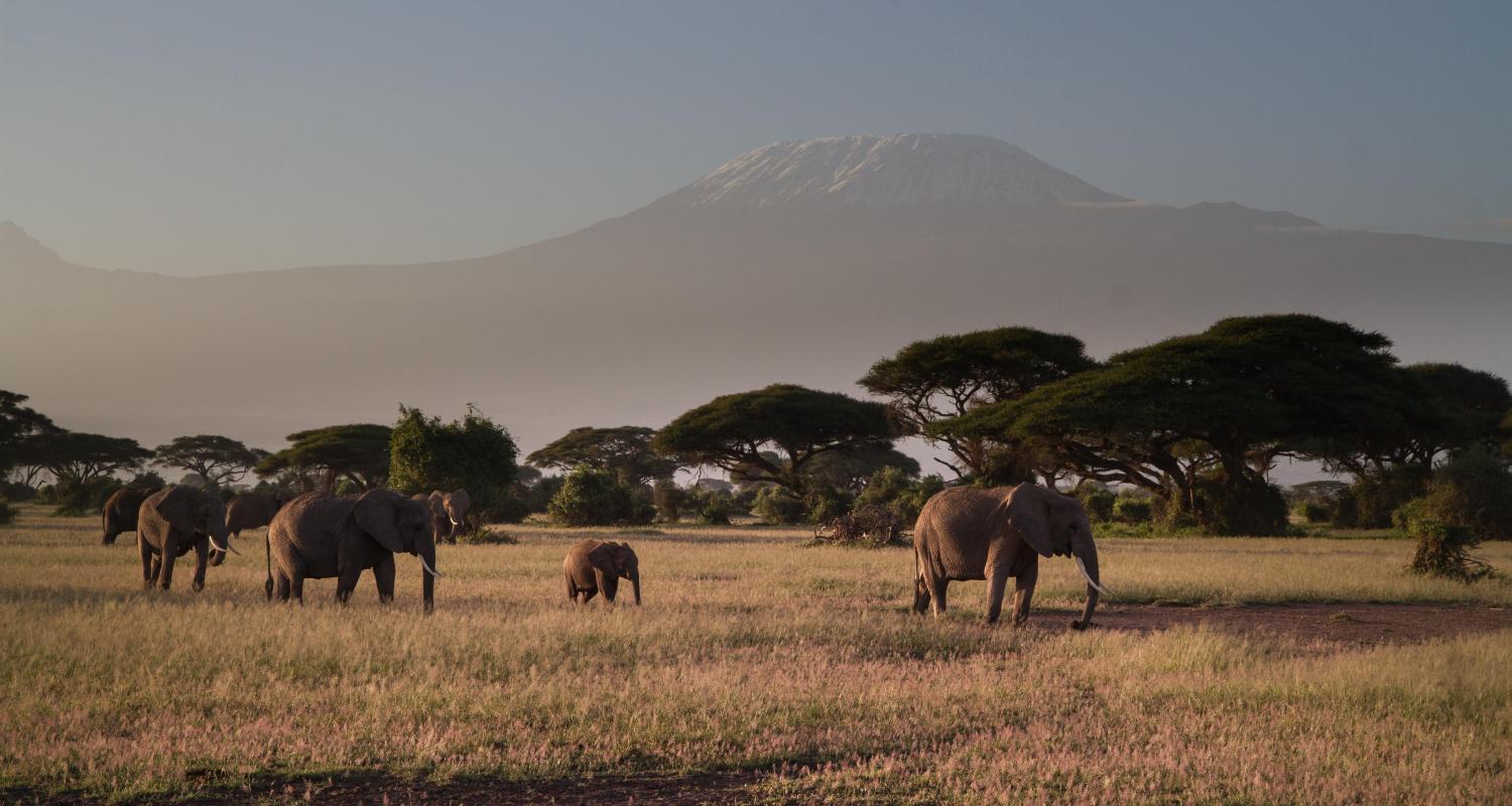 Tanzania Safari Packages