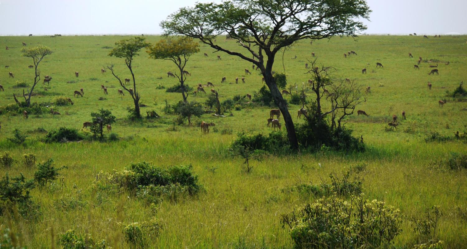 Uganda Safari Tours