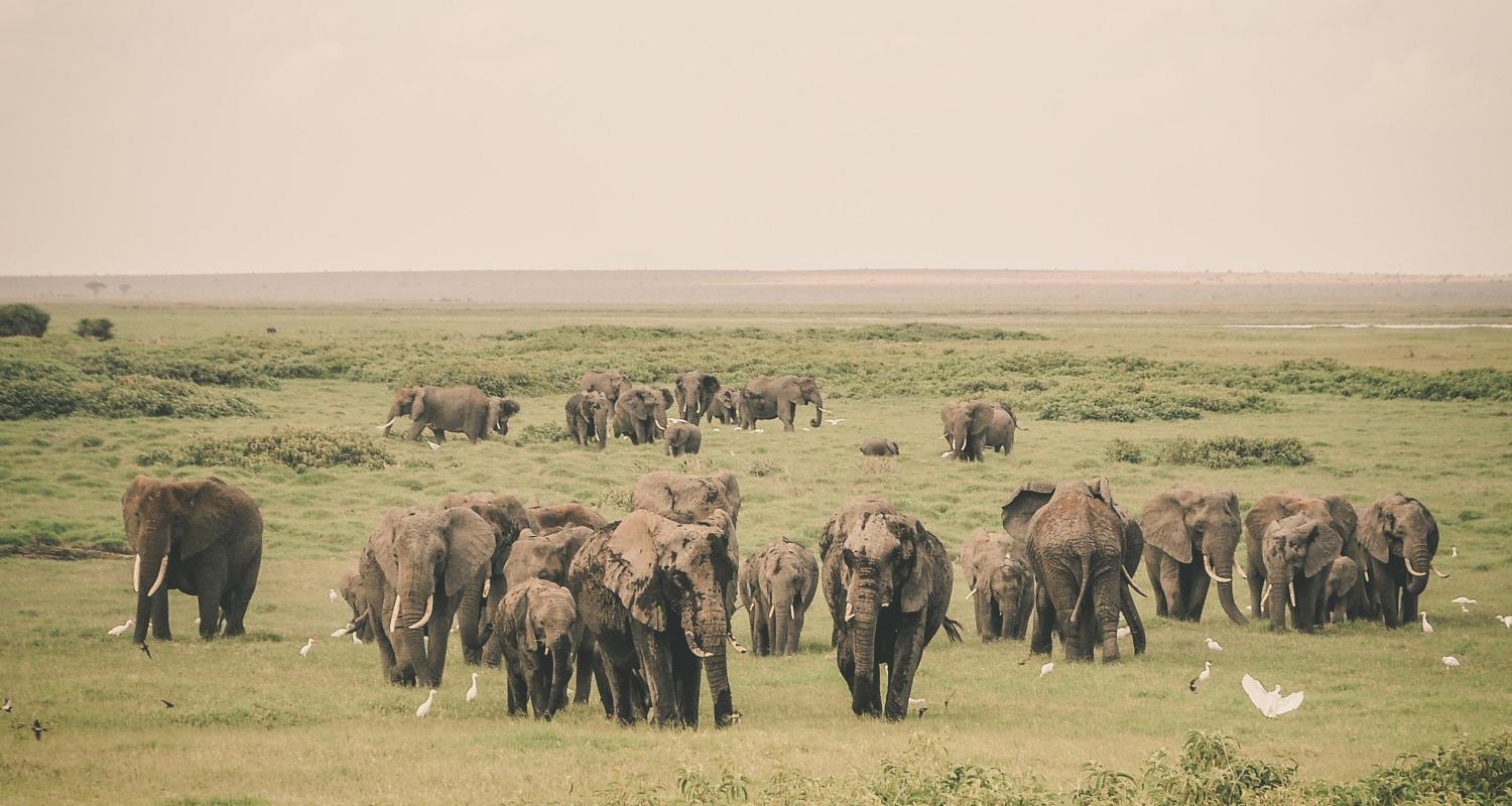 Safari Rondreizen in Zimbabwe