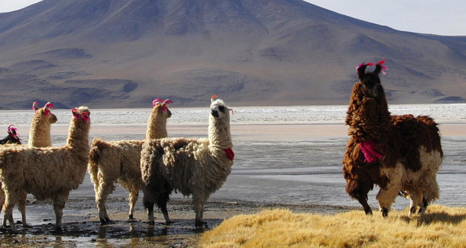 Bolivia Tours & Trips