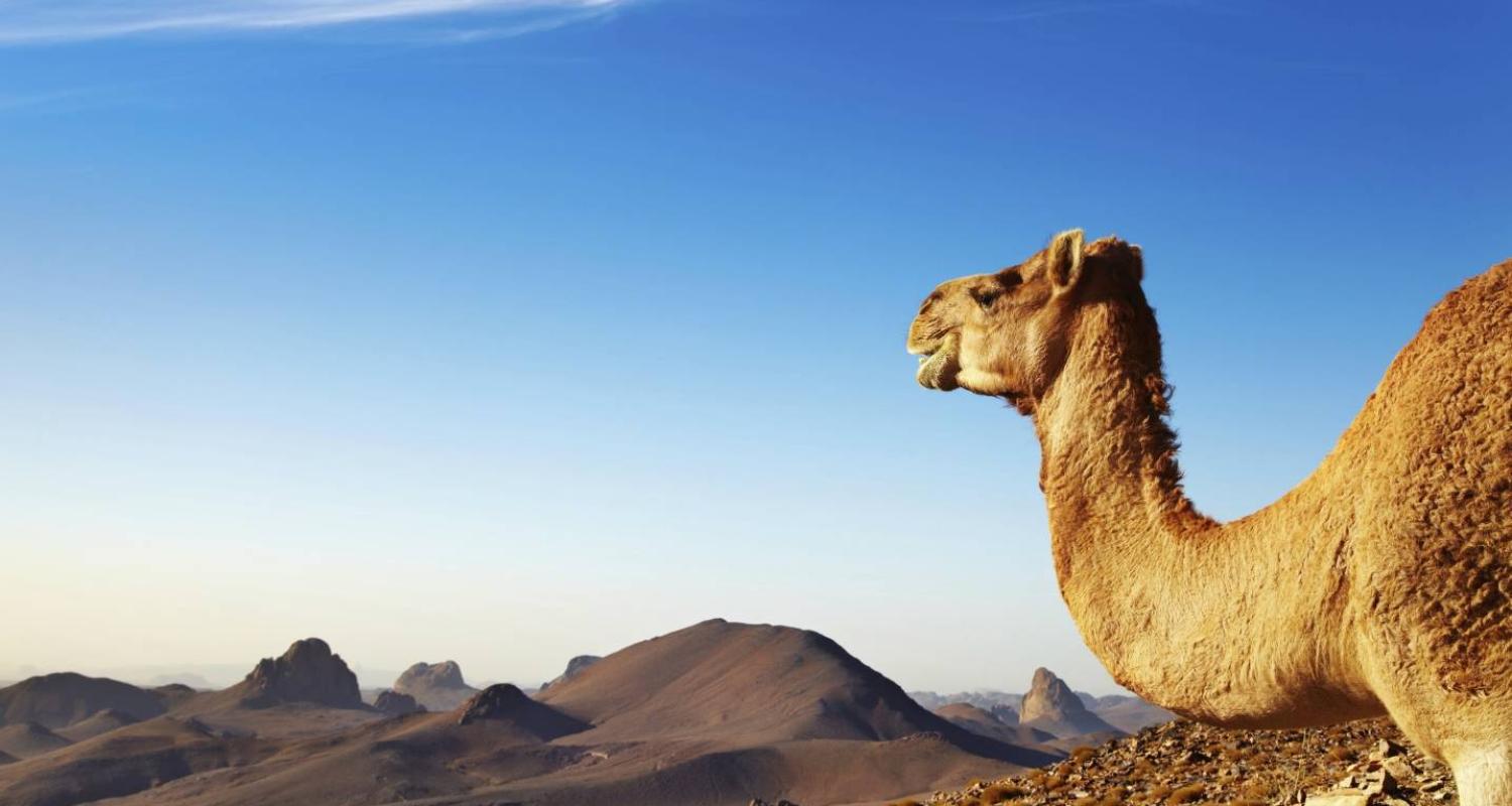 Circuits et voyages en Algérie