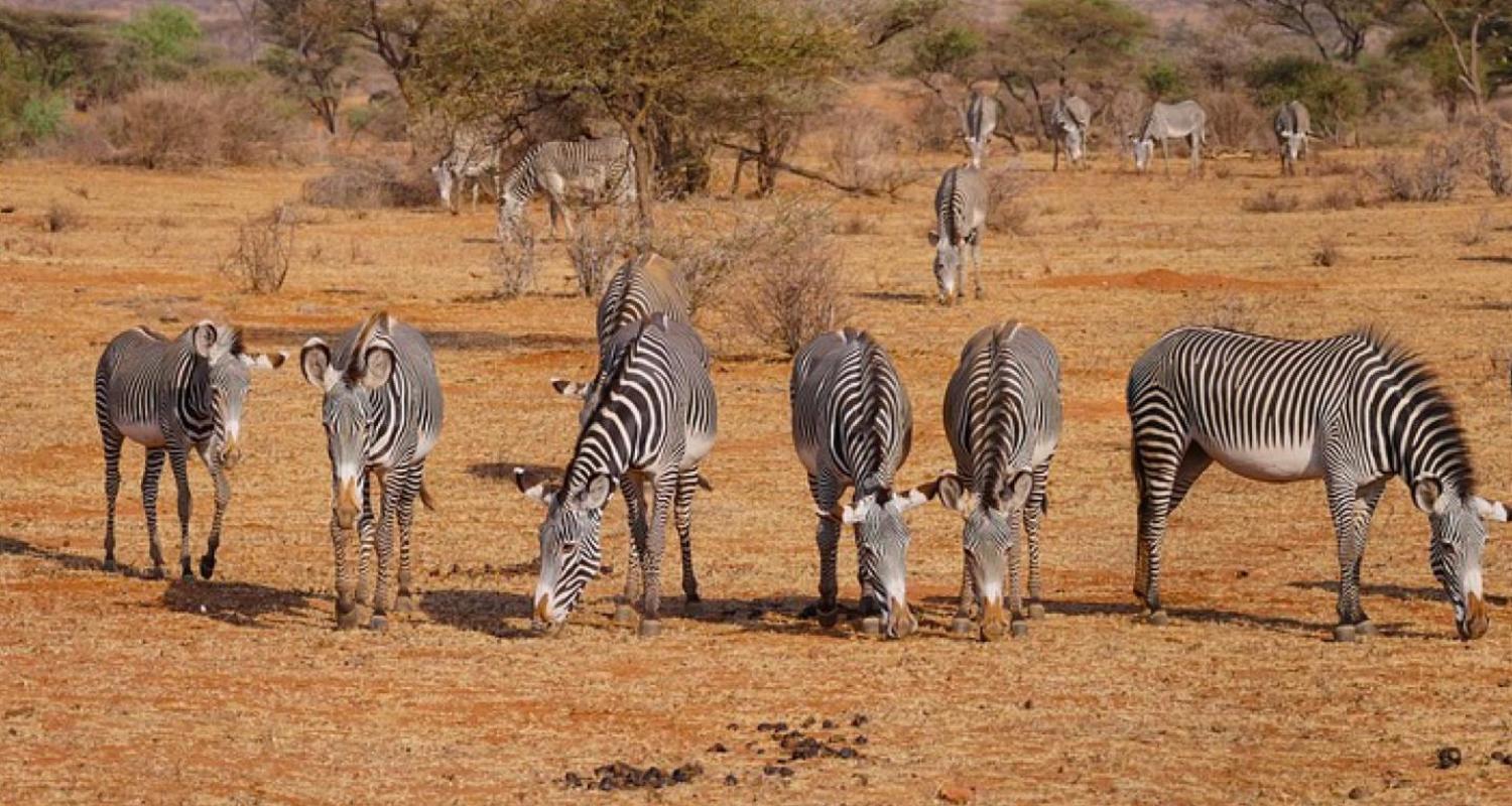 Pilanesberg Tours & Safaris