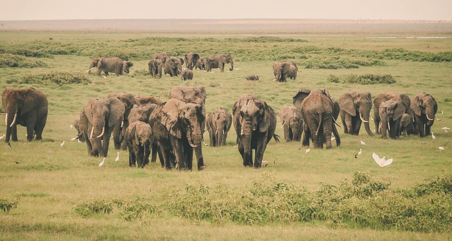 Circuits dans le Parc national d'Amboseli