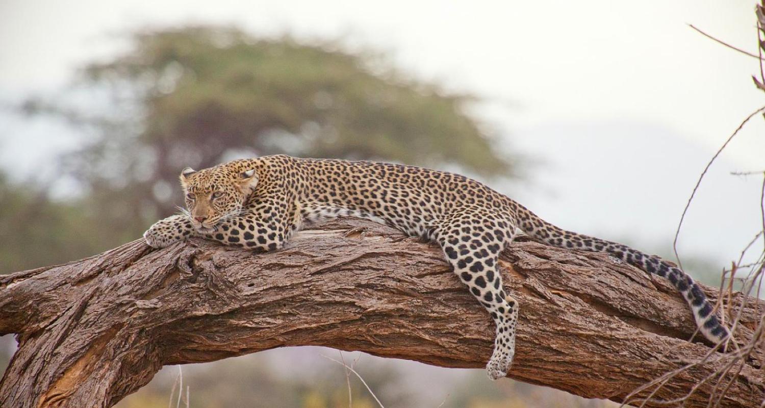 Moremi Nationalpark Reisen