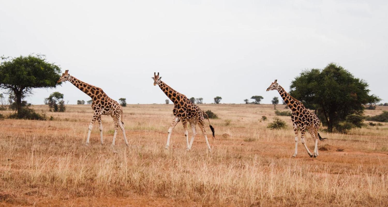 Selous rondreizen